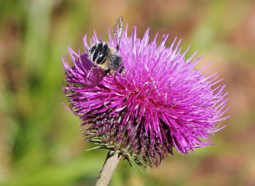 Fallenia fasciata